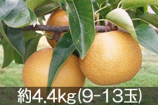 Daddy's Orchard L 4.4kg(9-13) 912ȍ~