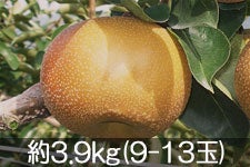 Daddy's Orchard 쐅 3.9kg(9-13) 920ȍ~