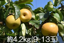 Daddy's Orchard K 4.2kg(9-13) 95-920