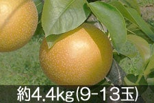 Daddy's Orchard Â 4.4kg(9-13) 920ȍ~