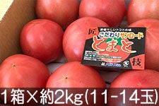 アグリンフレッシュ 匠技サンロードトマト 1箱×約2kg(11-14玉)