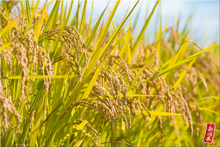 新潟県産米「新之助」 5kg×2袋 令和7年産