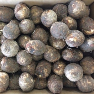 Lサイズのイメージ