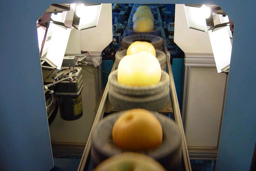 【国消国産】新潟県産日本梨 新興 ※10月末頃より順次発送予定