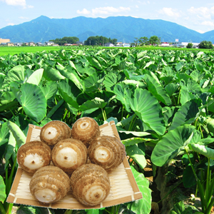 さといも 帛乙女(きぬおとめ)秀品 5kg Mサイズ