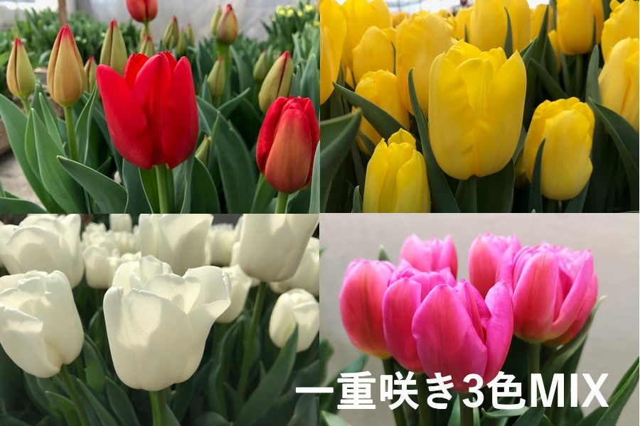 新潟県産チューリップ30本（一重咲3色ＭＩＸ）: ハロー！！ＪＡ全農にいがた|【ＪＡタウン】産地直送 通販 お取り寄せ