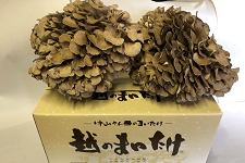 �y�匈�Z�Z�[���z���R���񂿂̊����܂�����