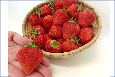 �y�匈�Z�Z�[���z������ �z��P 12�`15������×2�p�b�N�i�嗱�T�C�Y�j�������͂R����������̗\��ł��I�I