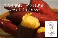 �y�匈�Z�Z�[���z���܂����@�ׂɂ͂邩�@5kg�@�����ʌ��聚