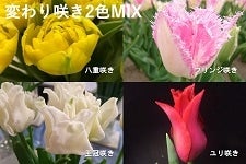 �y�匈�Z�Z�[���z�V�����Y�`���[���b�v20�{�i�ς���2�F�l�h�w�j���F�E�炫���E�i��A���܂�����