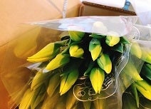 �V�����Y�`���[���b�v 10�{�i�P�F�j���F�E�炫���w��s�� ���ߘa�W�N�P���V�����`��������