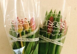 色が選べる♪新潟県産チューリップ20本（2色）