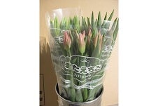 �V�����Y�`���[���b�v 30�{�i�R�F�j���F�E�炫���w��s�� ���ߘa�W�N�P���V�����`��������