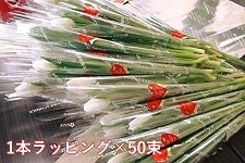 �V�����Y�`���[���b�v50�{�i1�{�����b�s���O�j���F�E�炫���w��s�� ���ߘa�W�N�P���V�����`��������