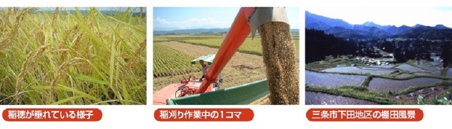 なんかん米特別栽培米　5ｋｇ　令和3年産新潟県産コシヒカリ