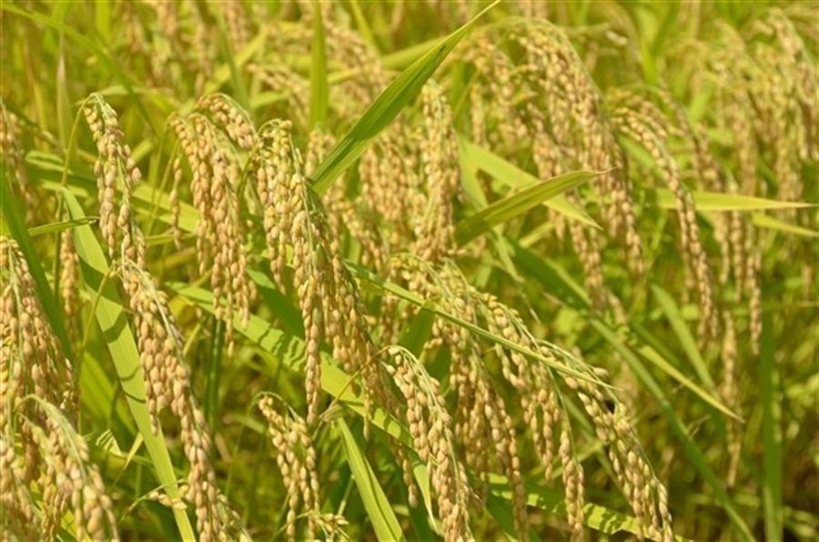 ☆令和8年産☆富山県産コシヒカリ無洗米（ひぞっこ倶楽部） (5kg×2