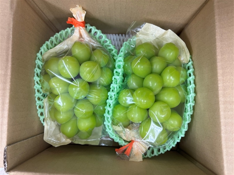 【100個限定!贈答品向け】呉羽ぶどう シャインマスカット 約1kg(2房)