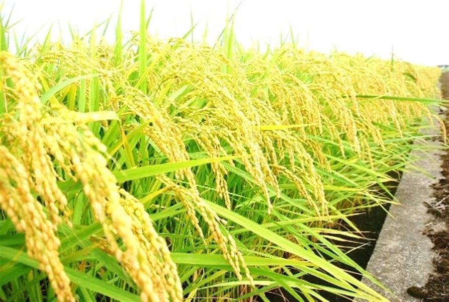★★令和５年産★★　海藻アルギット米コシヒカリ (5kg) 特別栽培米