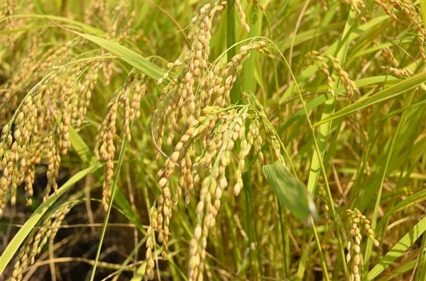 農家応援】令和2年産 無洗米ひぞっこ倶楽部 （5kg×2）: 『越中自慢