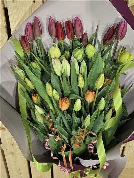 農事組合法人前山さんのチューリップ切花40本: 『越中自慢』|【JA