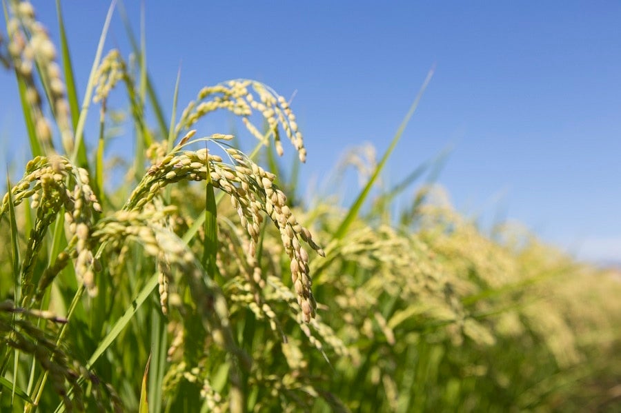 【農家応援】令和3年産 ゆめみづほ(5Kg)