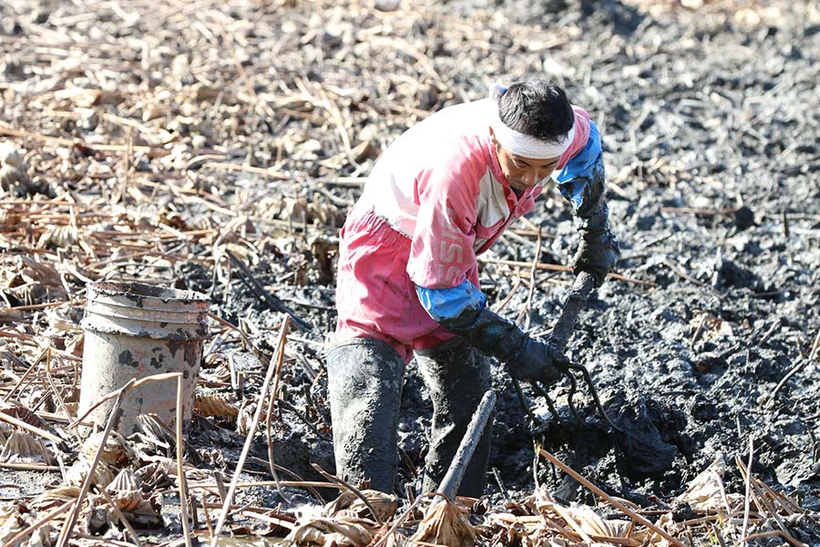 (くわ堀)泥付きで出荷します。