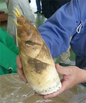 5月11日発送】朝掘り「石川のたけのこ」（秀12本入り）: かが