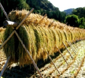 令和7年産 能登棚田米こしひかり (5Kg)