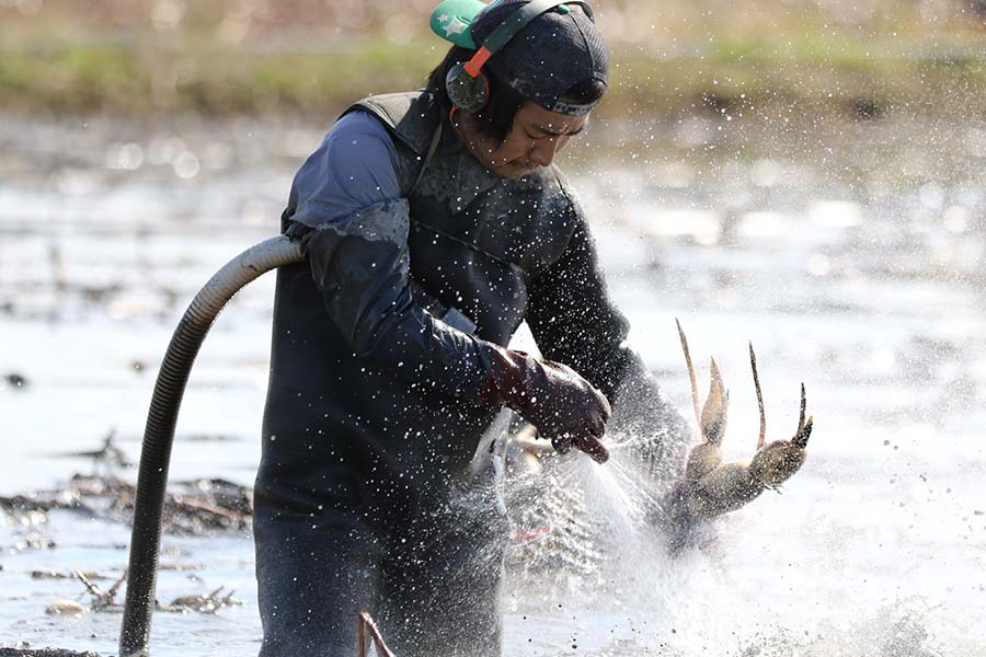 加賀れんこん 〇秀L 約5Kg