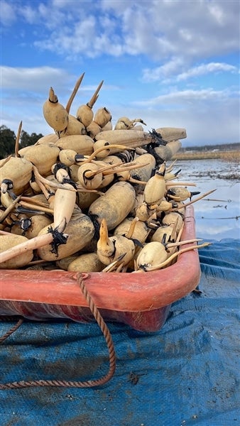 加賀れんこん 不揃い 約1.5Kg