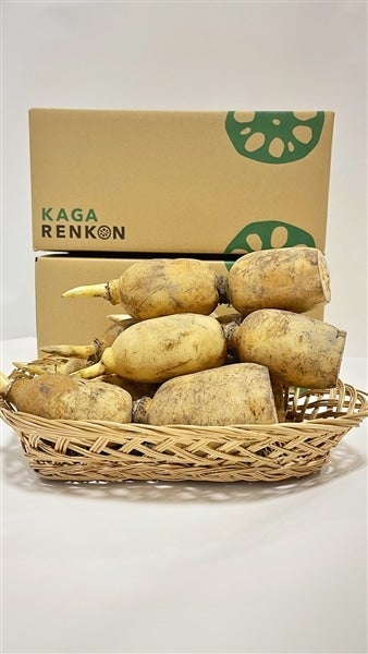 加賀れんこん 不揃い 約1.5Kg