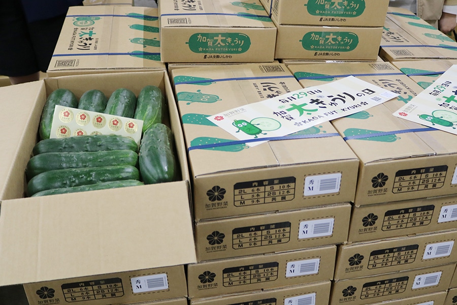 加賀太きゅうり 約5kg (秀M 9本入り): かが・のと味自慢|【JAタウン