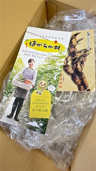 加賀れんこん 不揃い 約1.5Kg