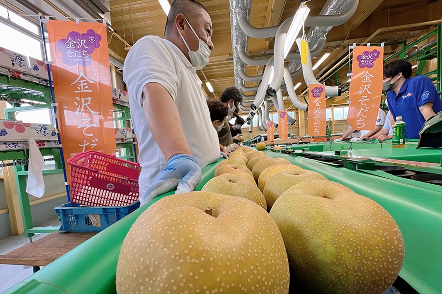 金沢梨「幸水」約5kg（秀14～16玉入）: かが・のと味自慢|【JAタウン