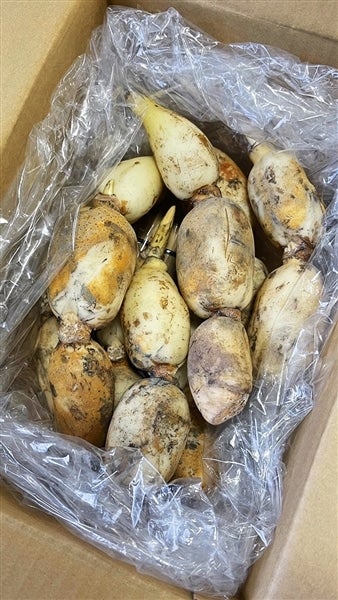 加賀れんこん 〇秀L 約5Kg