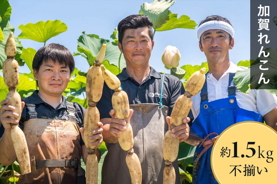 【石川県国消国産CP】加賀れんこん 不揃い 約1.5Kg
