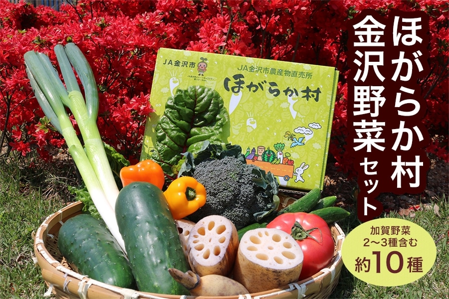 秋のJAタウン祭り】ほがらか村金沢野菜セット（加賀野菜2～3種含む約10