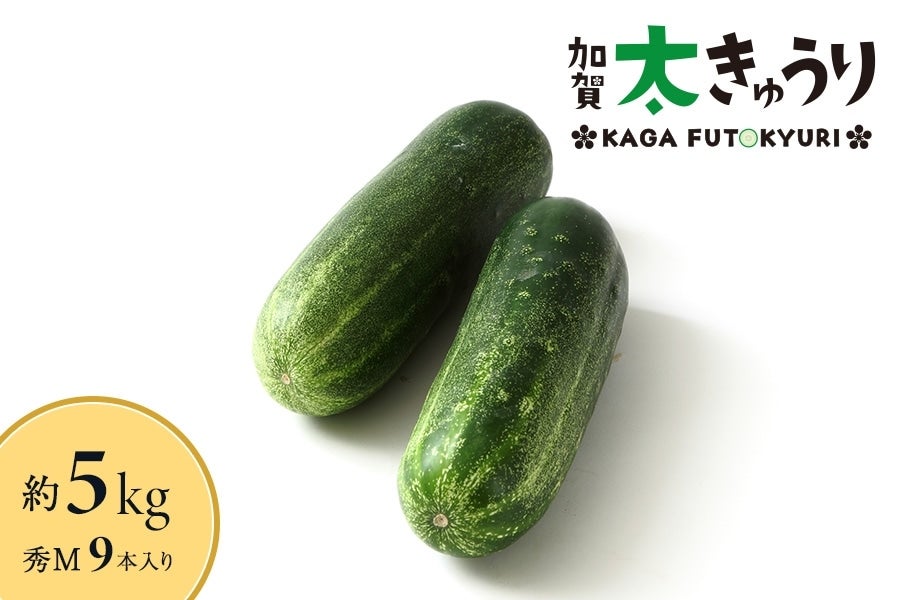 加賀太きゅうり 約5kg (秀M 9本入り): かが・のと味自慢|【JAタウン