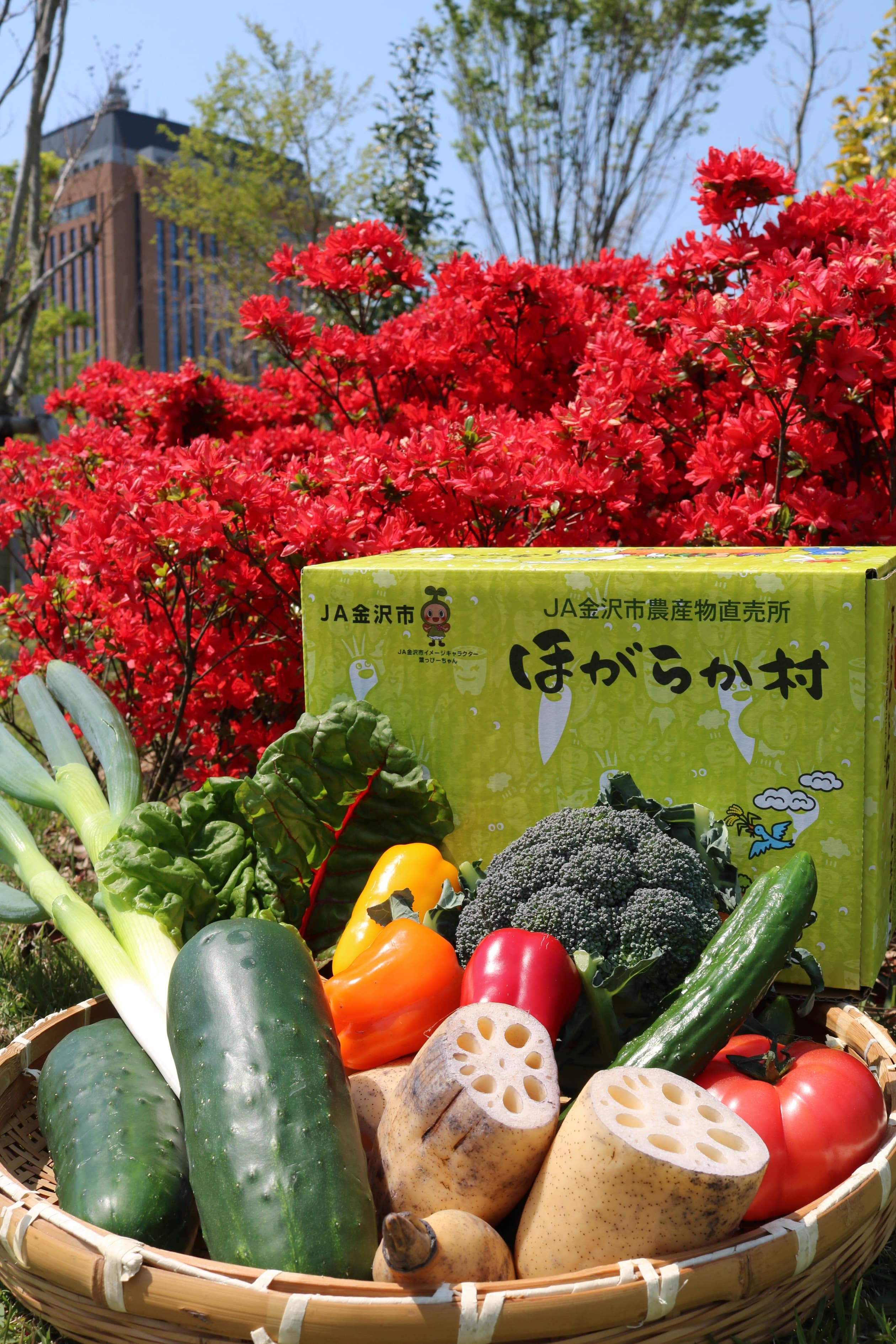 ほがらか村金沢野菜セット　約５kg（加賀野菜2〜3種含む10種）