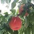̂@1.7Kg@5`6ʓ