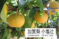 産地直送 通販 お取り寄せ梨 なし jaタウン 産地直送 通販 お取り寄せ梨 なし jaタウン
