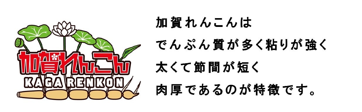 加賀れんこん 〇秀L 約５Kg: かが・のと味自慢|【ＪＡタウン】産地直送 通販 お取り寄せ