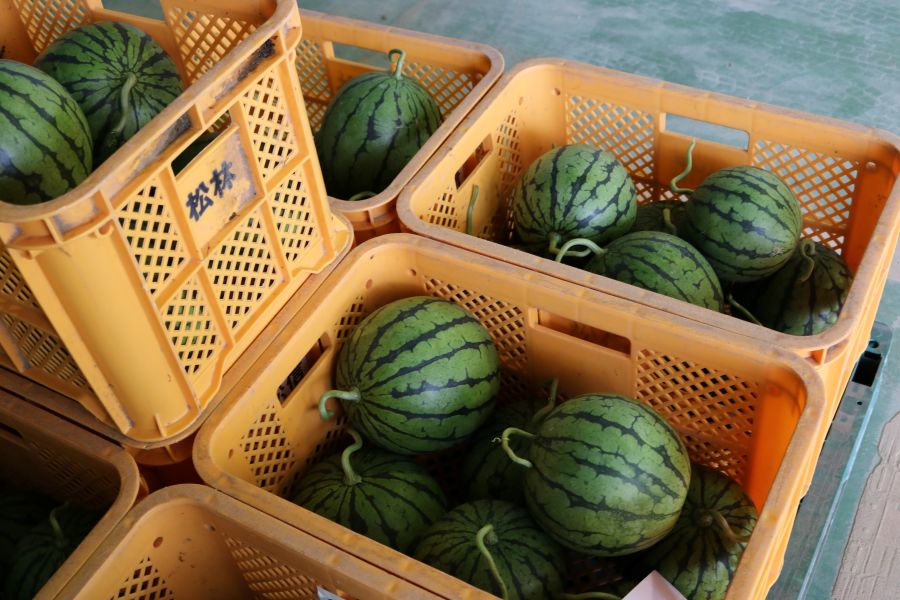 金沢こだま西瓜1玉（秀3L）※7月3日頃より順次発送: かが・のと味自慢