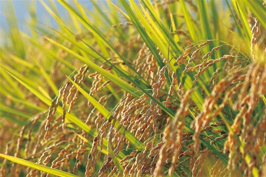 ぎふの米「無洗米美濃ハツシモ」「無洗米岐阜コシヒカリ」セット」