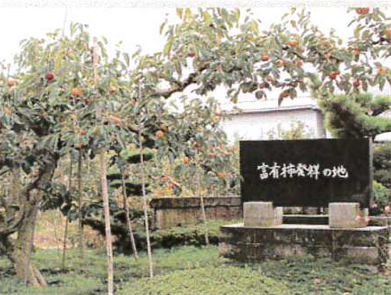 産地直送 通販 お取り寄せ柿の王様 富有柿 岐阜県が発祥 限定50セット 飛騨 美濃うまいもん広場 jaタウン 産地直送 通販 お取り寄せ柿の王様 富有柿 岐阜県が発祥 限定50セット 飛騨 美濃うまいもん広場 jaタウン