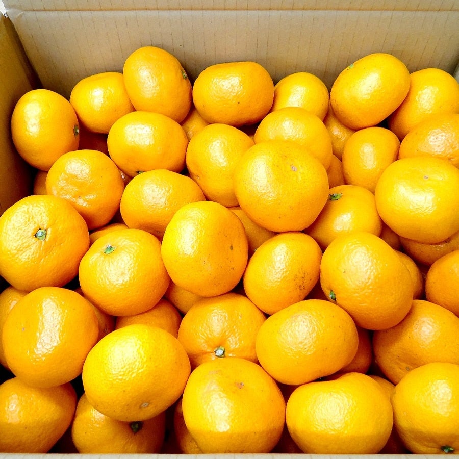 数量限定】岐阜県産「南濃みかん」青秀 10kg（Mサイズ