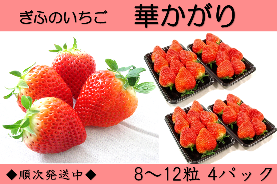 岐阜いちご「華かがり」ご家庭用 (8粒～12粒)×4パック): 飛騨・美濃