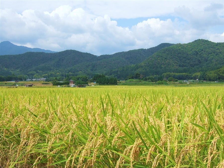 令和7年産 飛騨こしひかり 10kg