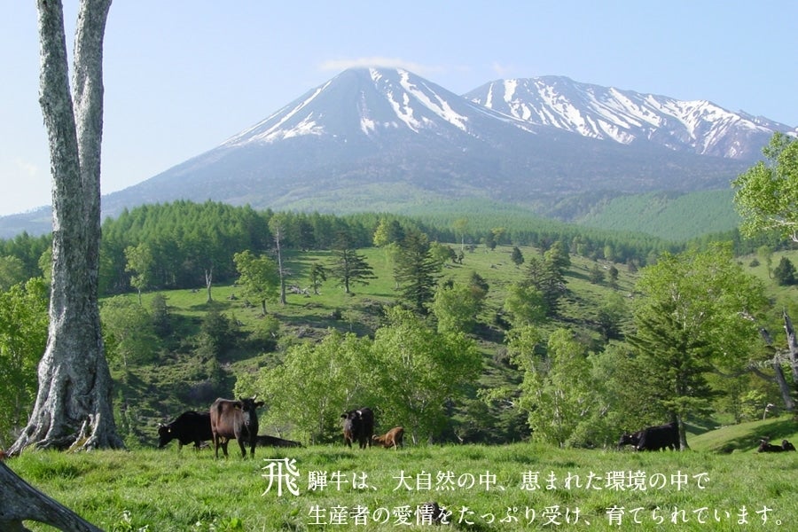 産地直送 通販 お取り寄せ飛騨牛 もも 焼肉用 500g: ＪＡひだ|ＪＡタウン