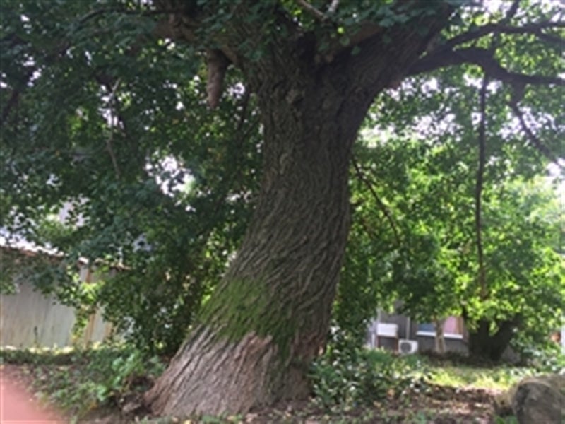 この銀杏の木は推定樹齢100年だそうです！幹の太さも3ｍ近くあるんです！